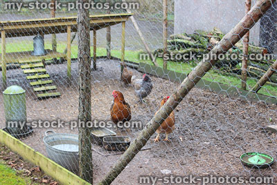 Stock image of free range chickens, large outdoor run / pen, chicken wire
