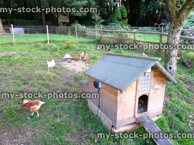 Stock image of free range chickens in garden, wooden chicken house, poultry hens farm
