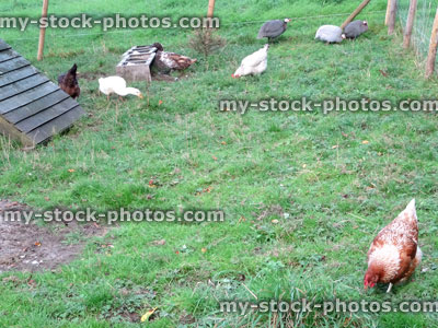 Stock image of free range chickens in garden, wooden chicken house, poultry hens farm