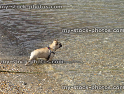 Stock image of nervous French bulldog puppy dog / paddling in sea