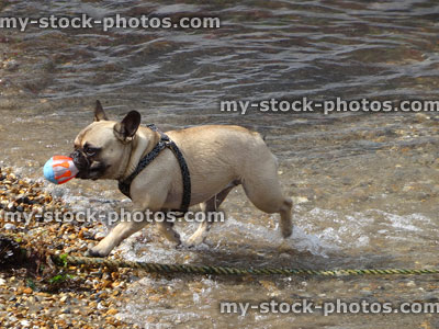 Stock image of small French bulldog puppy / dog, playing in sea