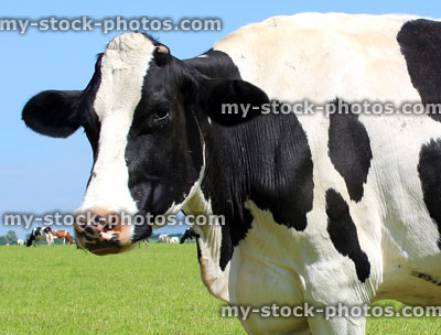 Stock image of black and white Holstein Friesian cow / head, grazing on farm field