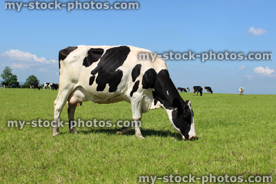 Stock image of black and white Holstein Friesian cows on farm, green field