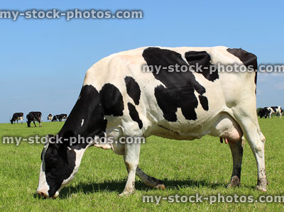 Stock image of black and white Holstein Friesian cow showing udders, grazing on farm