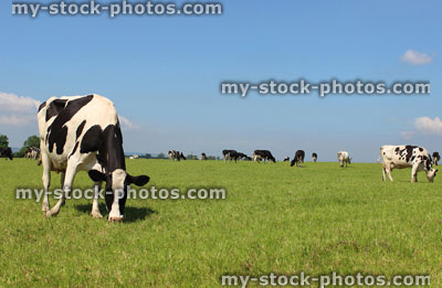 Stock image of black and white Holstein Friesian cows on farm, green field