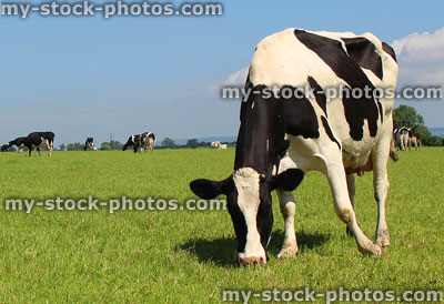 Stock image of black and white Holstein Friesian cow, grazing / eating grass in field