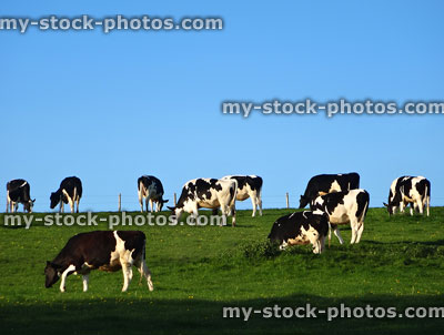 Stock image of Holstein Friesian cattle / cows in dairy farm field