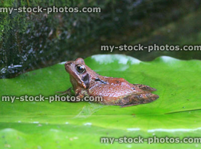 Stock image of common frog sitting on lily pad in pond