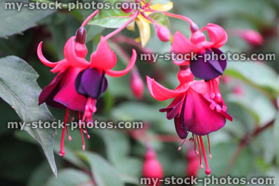 Stock image of purple and pink fuschia flowers, trailing fuschias, garden hanging basket