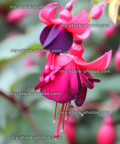Stock image of purple and pink fuschia flowers, trailing fuschias, garden hanging basket