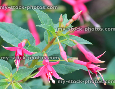 Stock image of purple and pink fuschia flowers, hardy fuschias, garden border