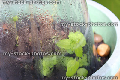 Stock image of steamed up plastic bell jar protecting delicate plants