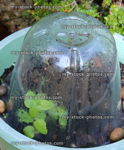 Stock image of steamed up plastic bell jar protecting delicate plants