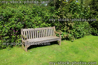 Stock image of wooden garden bench on park lawn grass, by green hedge