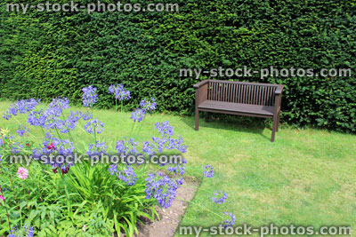 Stock image of formal garden with wooden bench, lawn, yew hedge, blue agapanthus flowers