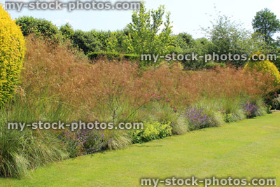 Stock image of flower border in garden / seed heads, ornamental grasses in seed<br />
<br />
