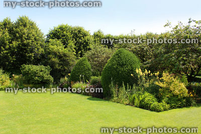 Stock image of clipped yew trees, topiary in garden flower border