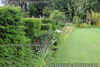 Stock image of garden lawn pathway, herbaceous border flowers, stachys, clipped yew topiary hedge
