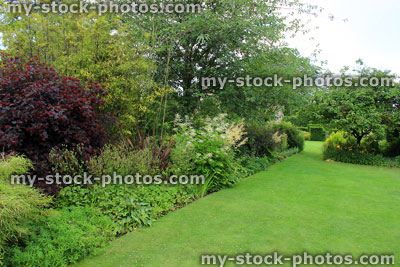 Stock image of green garden lawn, shrubs, herbaceous border flowers, smoke bush