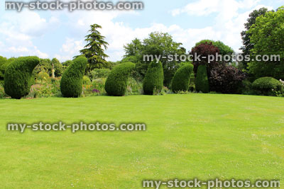 Stock image of green lawn with stripes, clipped topiary yew trees