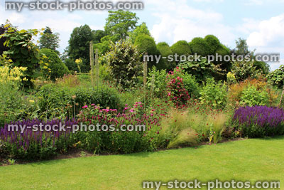 Stock image of sunny, summer herbaceous flower border, garden lawn, purple veronica flowers