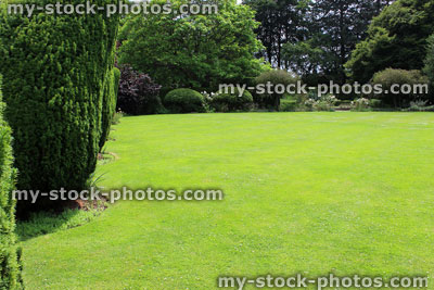 Stock image of lush green lawn, recently mown, clipped yew trees