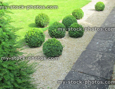 Stock image of garden lawn, paved pathway with box balls / boxwood / buxus sempervirens