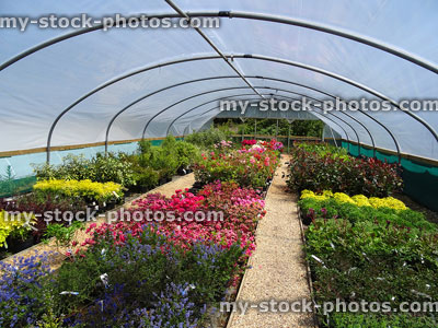 Stock image of garden centre nursery polytunnel with azaleas, ceonothus shrubs