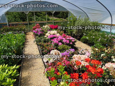 Stock image of plastic polytunnel at garden centre, rhododendrons, azaleas, evergreen shrubs