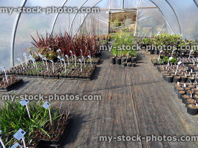 Stock image of garden centre polytunnel, plant nursery plant tunnel / greenhouse