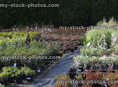 Stock image of garden centre nursery with small shrubs outside for sale