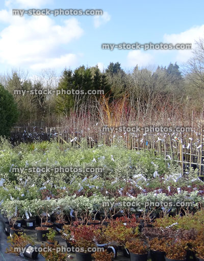 Stock image of garden centre selling small shrubs in rows, outside