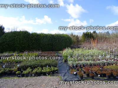 Stock image of garden centre nursery selling shrubs / plants outside in sunshine
