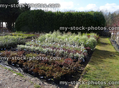 Stock image of plants / shrubs at garden centre nursery, grass pathway