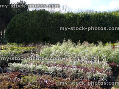Stock image of shrubs / plants at garden centre nursery, protected by hedge