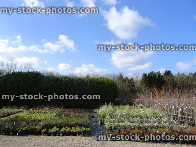 Stock image of garden centre nursery with blue sky, shrubs / plants for sale