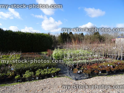 Stock image of outdoor plants being sold at garden centre nursery