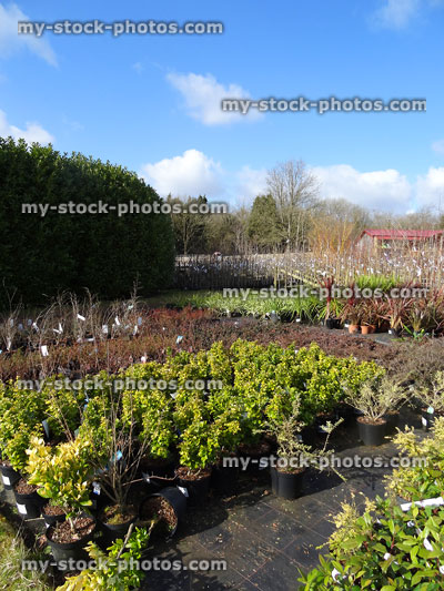 Stock image of outdoor plants / shrubs for sale at garden centre nursery