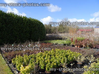 Stock image of garden centre nursery with outdoor plants in rows