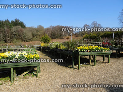 Stock image of spring narcissus daffodils flowers in garden centre nursery