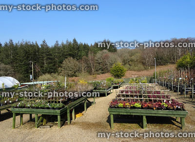 Stock image of heuchera pots on wooden platforms in garden-centre nursery