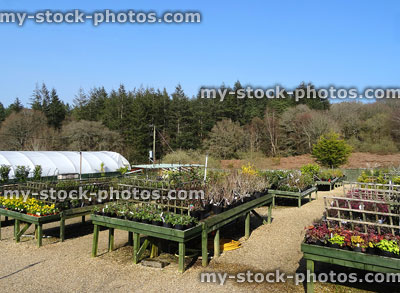 Stock image of garden-centre nursery with plant pots, daffodils, polytunnel greenhouse