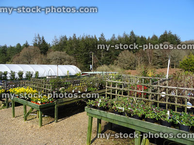 Stock image of garden centre in spring with yellow flowering daffodils