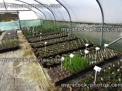 Stock image of garden centre polytunnel, plant nursery plant tunnel / greenhouse