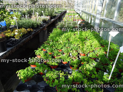 Stock image of garden centre nursery greenhouse with plants, herbs, parsley