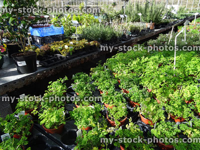 Stock image of greenhouse at garden centre, parsley plants growing undercover