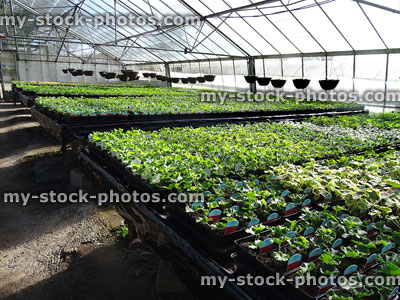 Stock image of glass greenhouse / glasshouse at garden centre nursery (geraniums / pelargoniums)