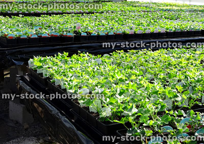 Stock image of young bedding plants / geraniums (pelargoniums) at garden centre nursery