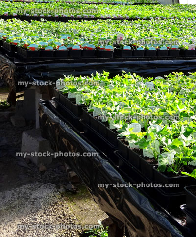 Stock image of garden centre nursery with summer bedding plants (geraniums / pelargoniums)