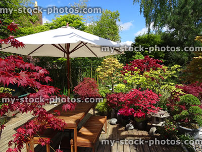 Stock image of garden decking with wooden table, cream parasol, maples